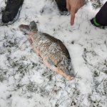 phoca_thumb_m_za kaprem 15 Fotogalerie